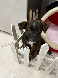 Cucciolo di cane femmina