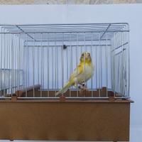 Canarine Timbrado Spagnolo