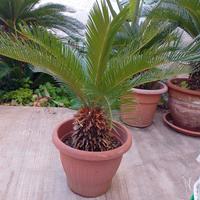 CYCAS