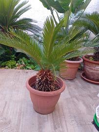 CYCAS