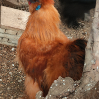 Moroseta e cocincina nana riccia