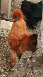 Moroseta e cocincina nana riccia