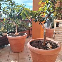 Pianta limone in vaso