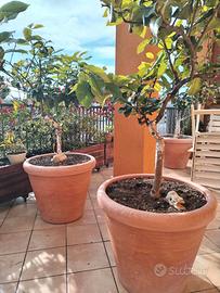 Pianta limone in vaso