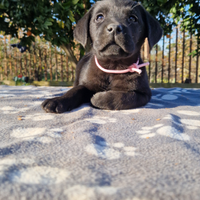 Labrador con eccellente pedigree enci