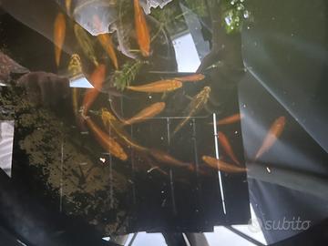 Piccoli di Carpa Koi