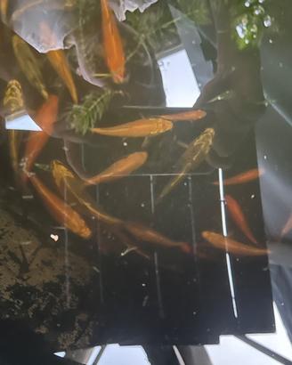 Piccoli di Carpa Koi