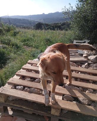 Cani tg piccola
