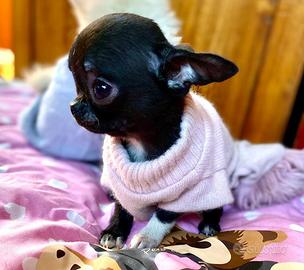 Cuccioli di chihuahua toy muso corto