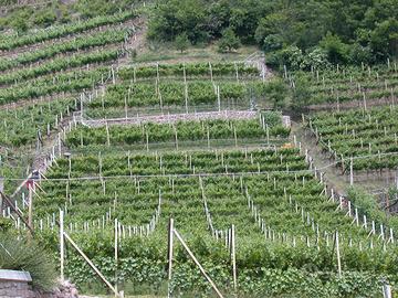 Vigneto Muller Thurgau e Chardonnay BS