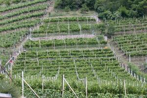 Vigneto Muller Thurgau e Chardonnay BS