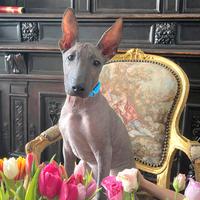Xoloitzcuintle (Cane Nudo Messicano)