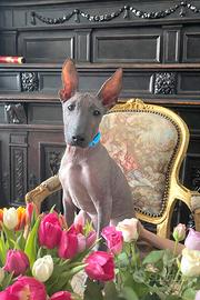 Xoloitzcuintle (Cane Nudo Messicano)