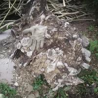 Radica di alloro circa 800 cmq