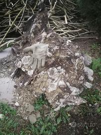 Radica di alloro circa 800 cmq