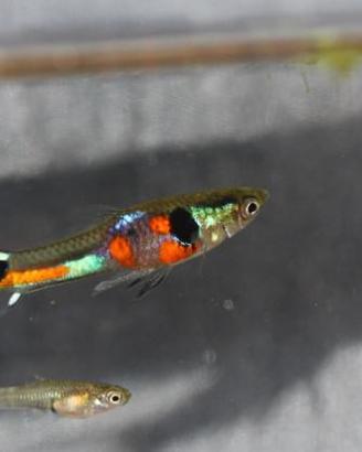 Poecilia Wingei Light Blue Top Sword, endler