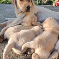 Labrador Retriever originali miele