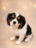 cuccioli-cavalier-king