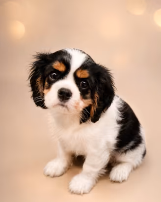 Cuccioli cavalier king