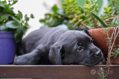 Cucciola Labrador Retriever Pedigree Expo