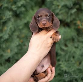 Bassotto cuccioli PEDIGREE ENCI genitori testati