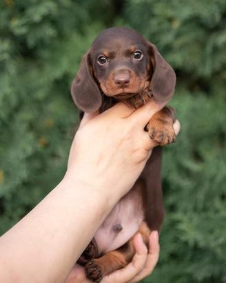 Bassotto cuccioli PEDIGREE ENCI genitori testati