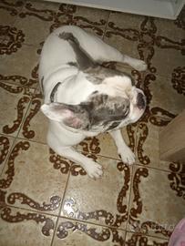 Bulldog francese per monta