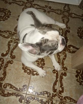 Bulldog francese per monta