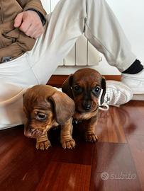 Cuccioli bassotto kaninchen