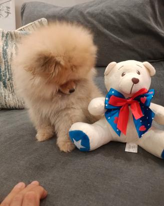 Spitz Pomerania maschio con pedigree enci