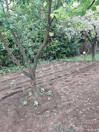 Terreno Agricolo con annessa rimessa attrezzi