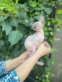 Gatti Sphynx cuccioli