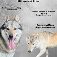 Cuccioli lupo cecoslovacco