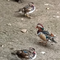 Maschio anatra Mandarina per femmina