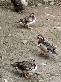 Maschio anatra Mandarina per femmina