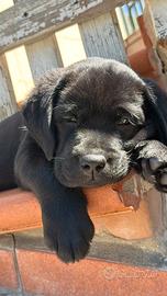 Cuccioli di labrador Retriever