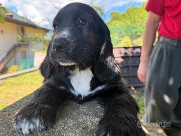 Cuccioli cocker