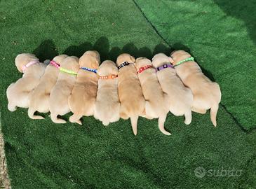 prenotazione cuccioli di labrador 