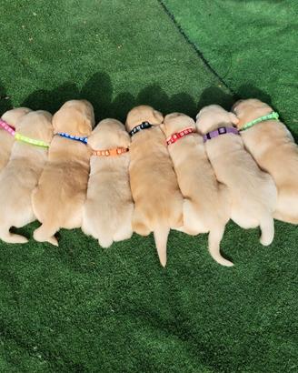 prenotazione cuccioli di labrador 