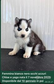 Siberian Husky con pedigree enci
