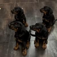 Cuccioli Dobermann