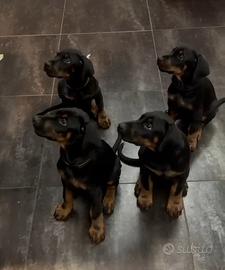 Cuccioli Dobermann
