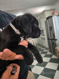Cuccioli di cane corso