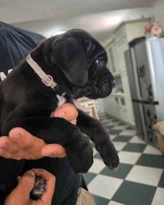 Cuccioli di cane corso
