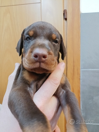 Dobermann Cuccioli