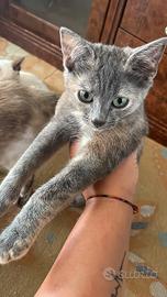 Gatti in adozione