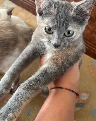 Gatti in adozione