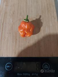 carolina reaper 