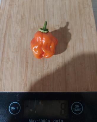 carolina reaper 