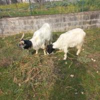 Coppia di capre